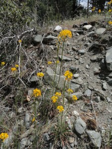 Common wall flowers alongside the upper Mine Gulch trail.