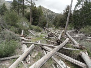 This section of the Prairie Fork trail is covered with downed trees that have been bleached by seasons of sun.  There's lots of stepping up and over downed trees, brush and boulders between Mine Gulch and  Cabin Flat campgrounds.  