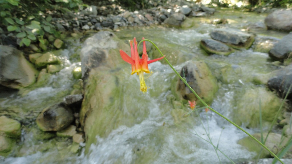 This columbine flower graces the tumbling stream of the Upper East Fork of the San Gabriel River.