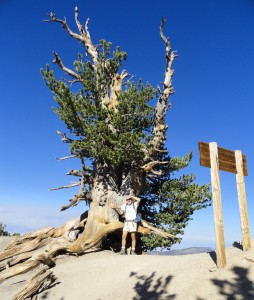 The author takes a break at the base of a wind-sculpted limber pine near the summit of Mt. Baden-Powell, San Gabriel mountains, CA.   At this elevation of 9,300', the sky appears to be nearly cobalt blue.  