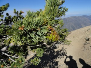 Here's a close-up of needles and accompanying cone on a limber pine, Mt. Baden-Powell, San Gabriel mountains, CA.   Short needles are sheathed in clusters of five.  The clusters of needles are concentrated at the ends of cord-like branches which withstand the very high winds that occur high on the mountainside.