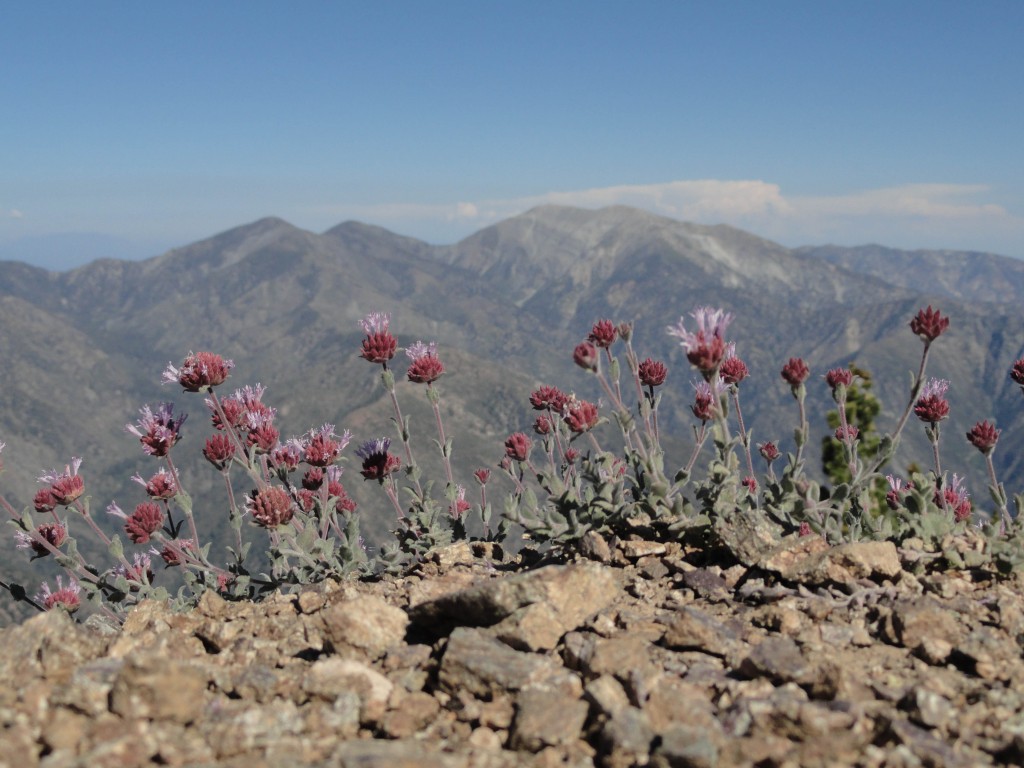 This grouping of alpine wildflowers softens the sharpness of Mt. Baden-Powell's north ridge while nearing the summit.  Pine Mountain, Dawson Peak and Mount Baldy make up the skyline.  