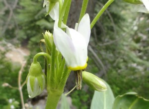This shooting star is another delicate alpine beauty found in the environs of Lamel Spring.  